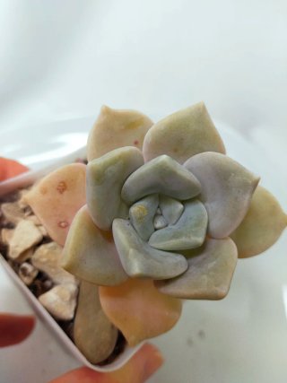 Graptopetalum Purple Haze