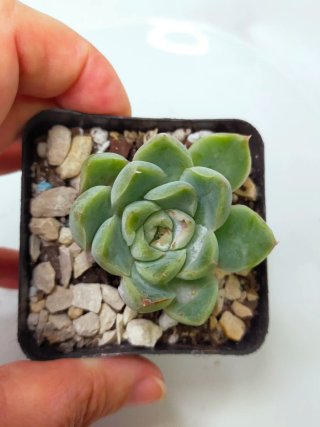 Echeveria Elegans Albicans