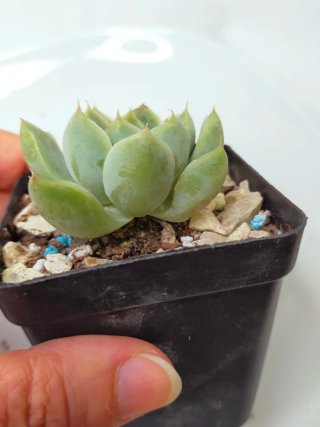 Echeveria Elegans Albicans