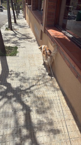 Paseo a perros en Alcañiz y los cuido.