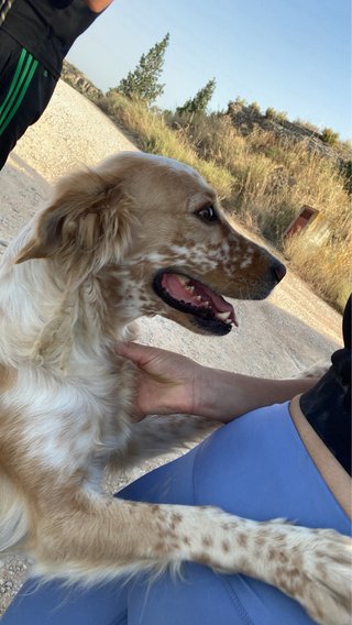 Paseo a perros en Alcañiz y los cuido.