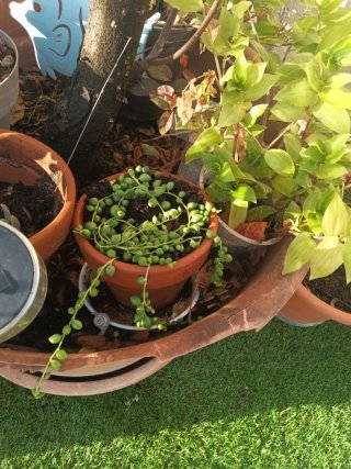 Plantas variadas en maceta