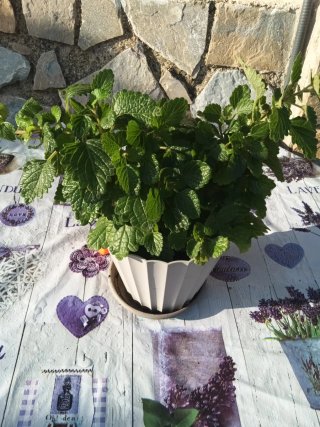 Plantas variadas en maceta