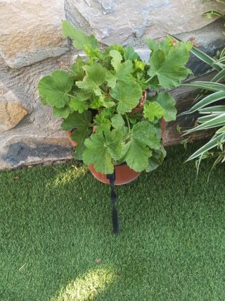 Plantas variadas en maceta