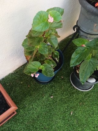 Plantas variadas en maceta