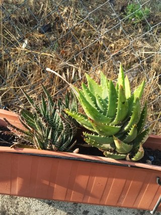 Plantas varias en maceta