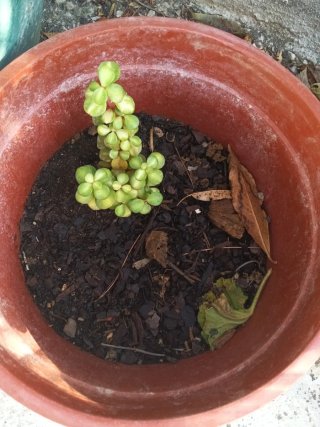 Plantas varias en maceta
