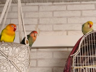 Jaula para pájaros negra