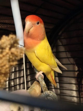 Jaula para pájaros negra