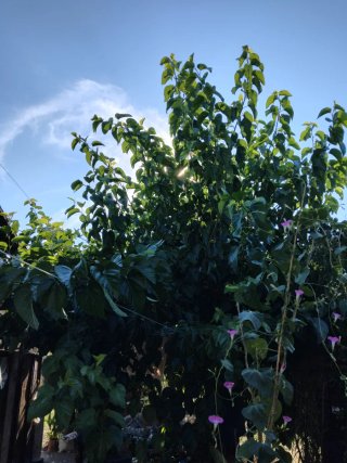 Pianta di Gelso Frutti Neri