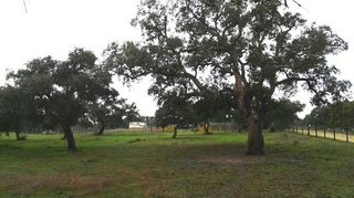 Terreno en venta en Pelagatos - Pago del Humo en Chiclana de la Frontera