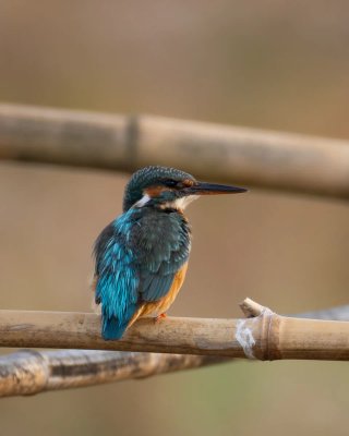 Objetivo Canon Rf 200-800mm F6.3-9 +funda rolanpro
