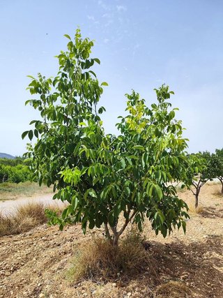 Solar en venta en Calanda