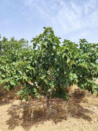 Solar en venta en Calanda