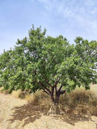 Solar en venta en Calanda