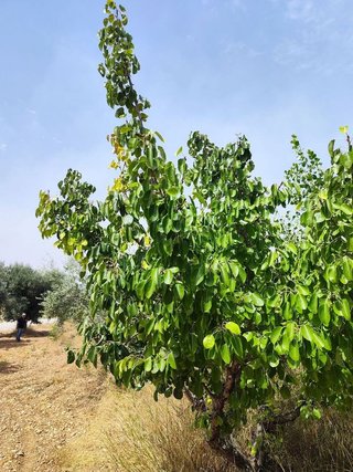 Solar en venta en Calanda