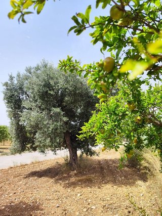 Solar en venta en Calanda