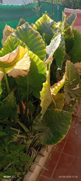 Plantas grandes de oreja de elefante