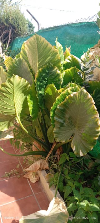 Plantas grandes de oreja de elefante