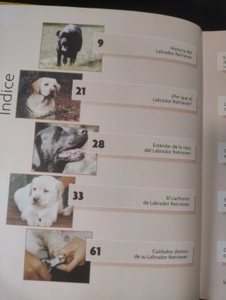 Labrador Retriever