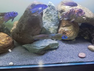Urna de acuario completa