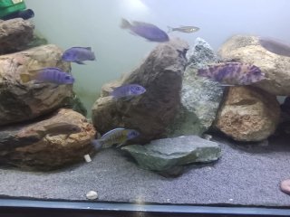 Urna de acuario completa