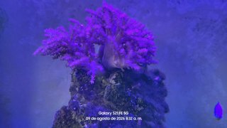 Acuario Marino