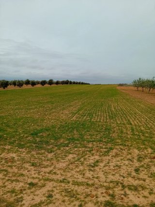 Terreno Agrícola