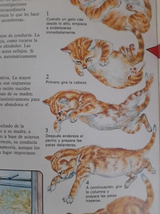 Conoce a los Gatos Bridget Gibbs Libro Precioso