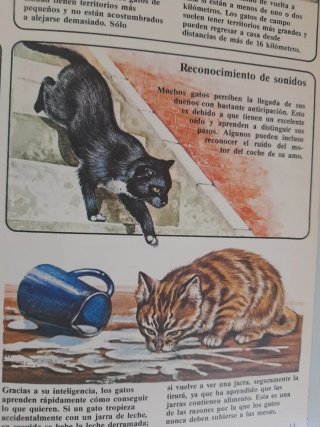 Conoce a los Gatos Bridget Gibbs Libro Precioso