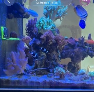 Roca para acuario marino 22 cm alto aprox