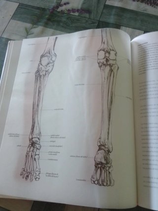 Anatomía para el artista