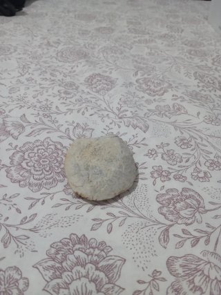 Fósil piedra natural