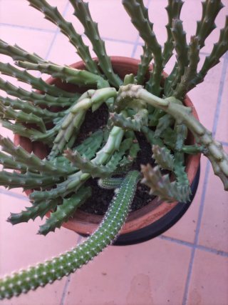 Cactus en maceta