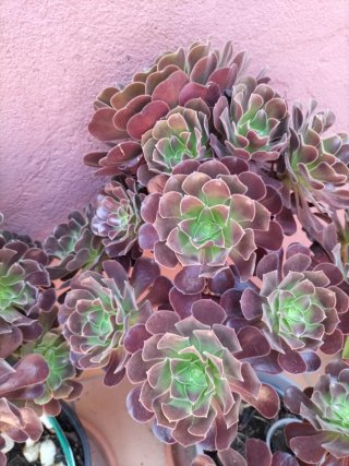 Planta Suculenta Aeonium