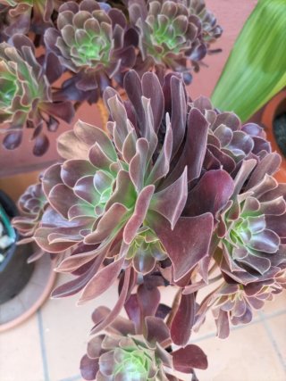 Planta Suculenta Aeonium