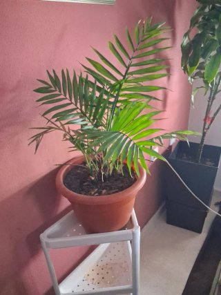 Planta de interior Dracaena bien cuidada