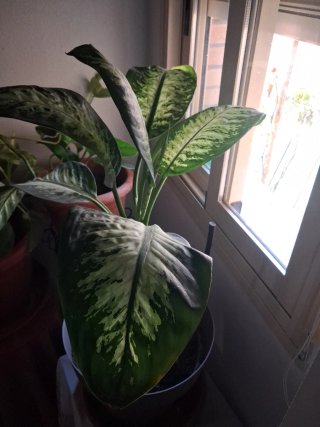 Planta de interior Dracaena bien cuidada