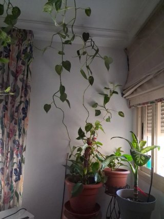 Planta de interior Dracaena bien cuidada