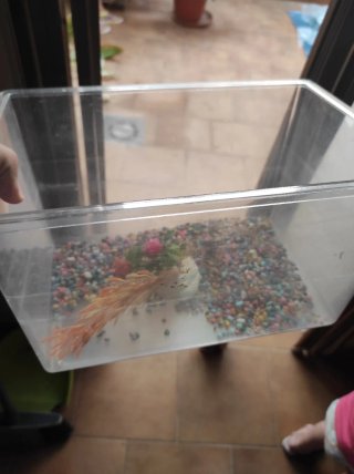 Pecera transportín para mascotas