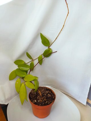Hoya Planta Trepadeira Flor-de-Cera,
