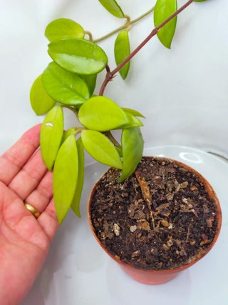 Hoya Planta Trepadeira Flor-de-Cera,