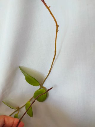 Hoya Planta Trepadeira Flor-de-Cera,