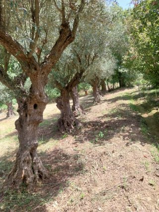 Olivos centenarios