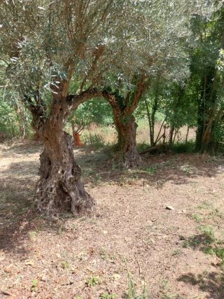 Olivos centenarios