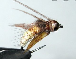 NINFAS PARA PESCA CON MOSCA