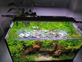 Filtro Acuario Sunsun HBL-802 Hang On