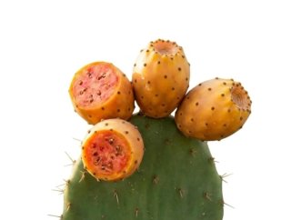 Esquejes Chumbera Opuntia ficus-indica