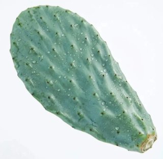 Esquejes Chumbera Opuntia ficus-indica