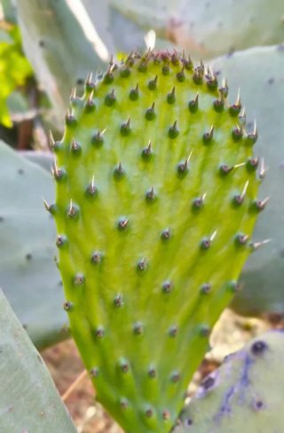 Esquejes Chumbera Opuntia ficus-indica